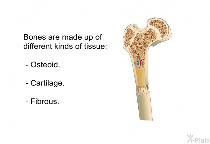 Bones are made up of different kinds of tissue:  Osteoid. Cartilage. Fibrous.