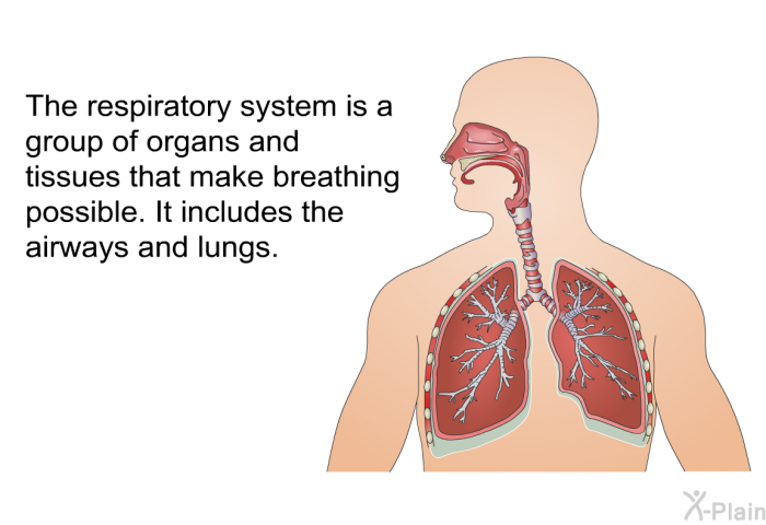 The respiratory system is a group of organs and tissues that make breathing possible. It includes the airways and lungs.