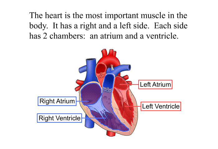 The heart is the most important muscle in the body. It has a right and a left side. Each side has 2 chambers: an atrium and a ventricle.