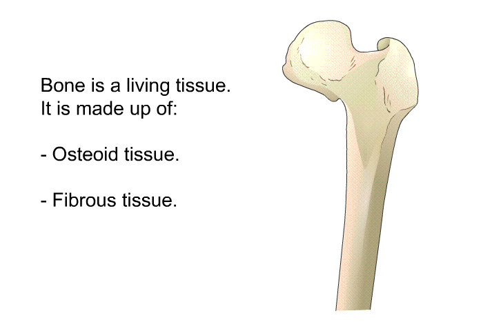 Bone is a living tissue. It is made up of:  Osteoid tissue. Fibrous tissue.