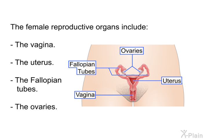 The female reproductive organs include:  The vagina. The uterus. The Fallopian tubes. The ovaries.