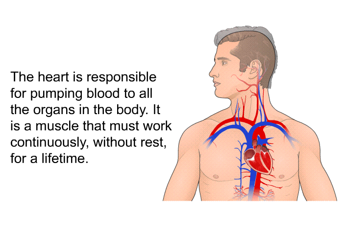 The heart is responsible for pumping blood to all the organs in the body. It is a muscle that must work continuously, without rest, for a lifetime.