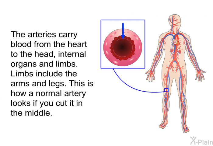 The arteries carry blood from the heart to the head, internal organs and limbs. Limbs include the arms and legs. This is how a normal artery looks if you cut it in the middle.