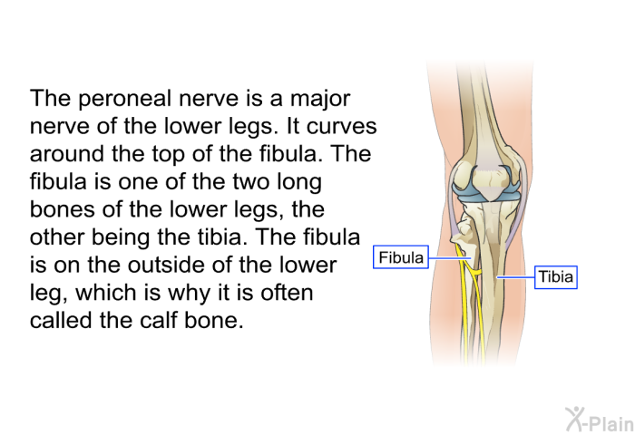 The peroneal nerve is a major nerve of the lower legs. It curves around the top of the fibula. The fibula is one of the two long bones of the lower legs, the other being the tibia. The fibula is on the outside of the lower leg, which is why it is often called the calf bone.