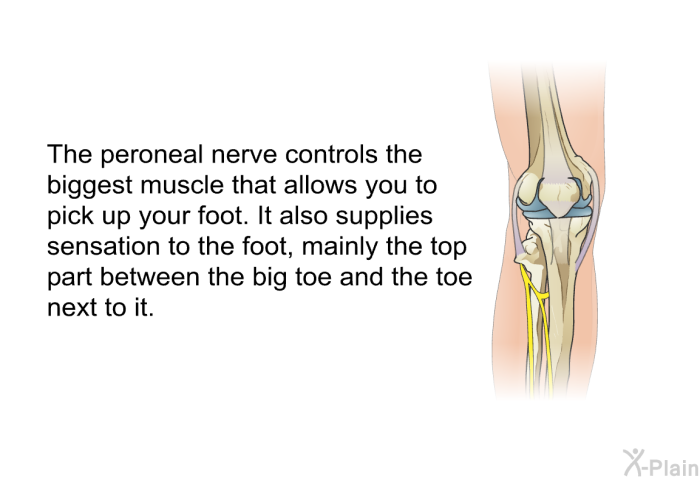 The peroneal nerve controls the biggest muscle that allows you to pick up your foot. It also supplies sensation to the foot, mainly the top part between the big toe and the toe next to it.