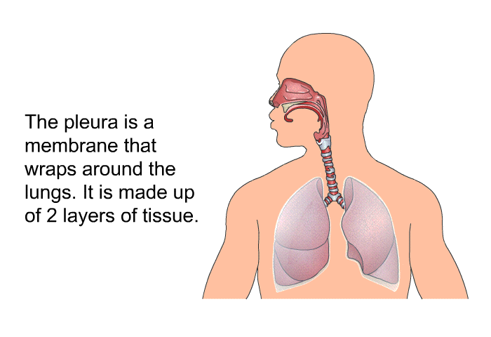 The pleura is a membrane that wraps around the lungs. It is made up of 2 layers of tissue.