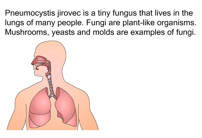Pneumocystis jirovec is a tiny fungus that lives in the lungs of many people. Fungi are plant-like organisms. Mushrooms, yeasts and molds are examples of fungi.