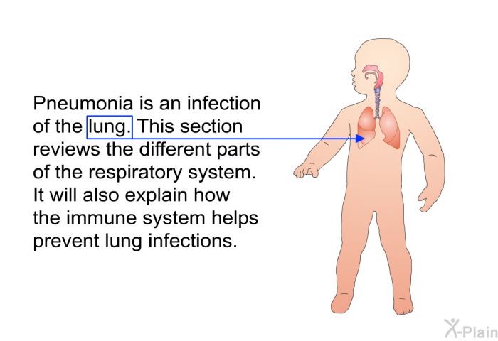 Pneumonia is an infection of the lung. This section reviews the different parts of the respiratory system. It will also explain how the immune system helps prevent lung infections.