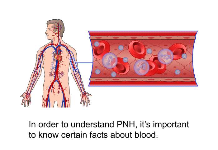 In order to understand PNH, it's important to know certain facts about blood.