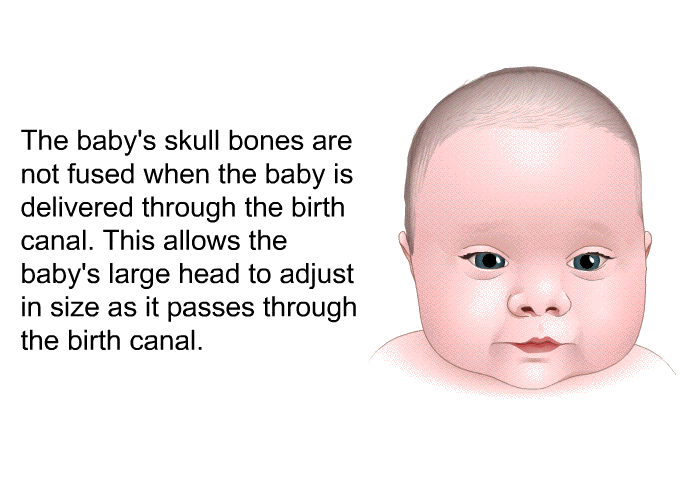 The baby's skull bones are not fused when the baby is delivered through the birth canal. This allows the baby's large head to adjust in size as it passes through the birth canal.