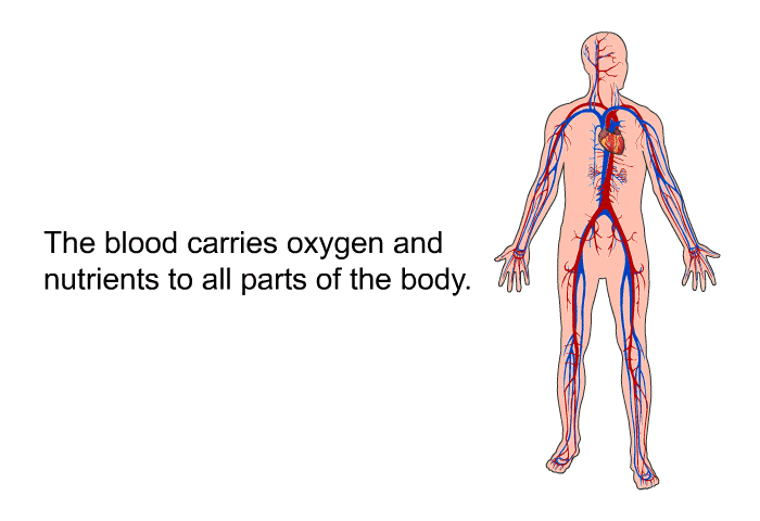 The blood carries oxygen and nutrients to all parts of the body.