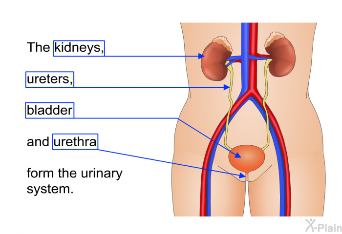 The kidneys, ureters, bladder and urethra form the urinary system.
