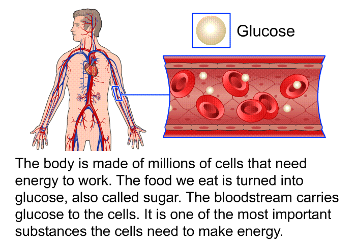 The body is made of millions of cells that need energy to work. The food we eat is turned into glucose, also called sugar. The bloodstream carries glucose to the cells. It is one of the most important substances the cells need to make energy.