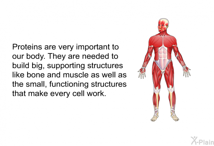 Proteins are very important to our body. They are needed to build big, supporting structures like bone and muscle as well as the small, functioning structures that make every cell work.