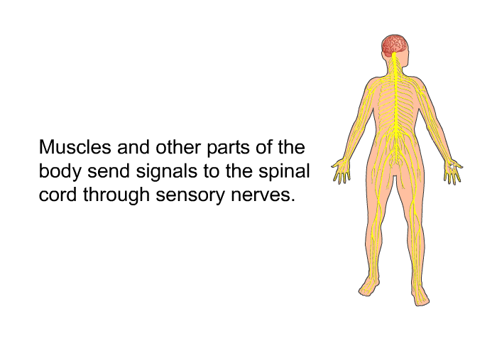 Muscles and other parts of the body send signals to the spinal cord through sensory nerves.