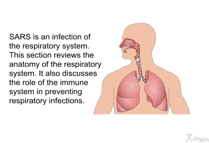 SARS is an infection of the respiratory system. This section reviews the anatomy of the respiratory system. It also discusses the role of the immune system in preventing respiratory infections.