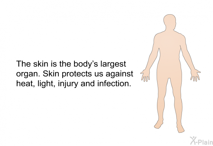 The skin is the body's largest organ. Skin protects us against heat, light, injury and infection.