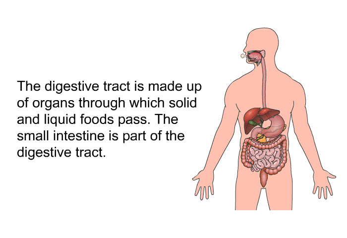 The digestive tract is made up of organs through which solid and liquid foods pass. The small intestine is part of the digestive tract.