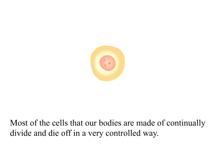 Most of the cells that our bodies are made of continually divide and die off in a very controlled way.