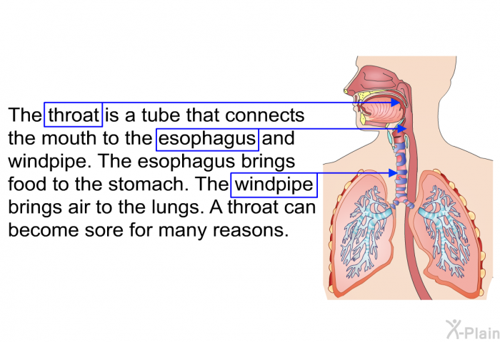 The throat is a tube that connects the mouth to the esophagus and windpipe. The esophagus brings food to the stomach. The windpipe brings air to the lungs. A throat can become sore for many reasons.
