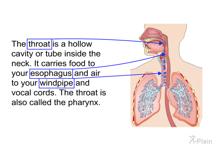 The throat is a hollow cavity or tube inside the neck. It carries food to your esophagus and air to your windpipe and vocal cords. The throat is also called the pharynx.