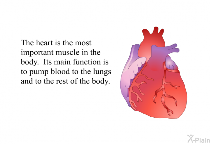 The heart is the most important muscle in the body. Its main function is to pump blood to the lungs and to the rest of the body.