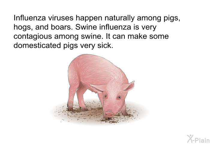 Influenza viruses happen naturally among pigs, hogs, and boars. Swine influenza is very contagious among swine. It can make some domesticated pigs very sick.