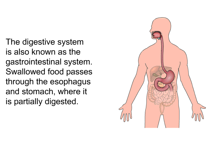 The digestive system is also known as the gastrointestinal system. Swallowed food passes through the esophagus and stomach, where it is partially digested.
