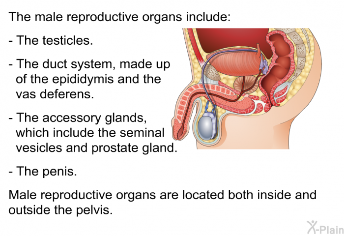 The male reproductive organs include:  The testicles. The duct system, made up of the epididymis and the vas deferens. The accessory glands, which include the seminal vesicles and prostate gland. The penis.  
 Male reproductive organs are located both inside and outside the pelvis.