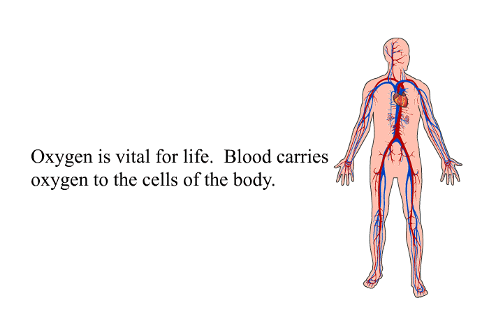 Oxygen is vital for life. Blood carries oxygen to the cells of the body.