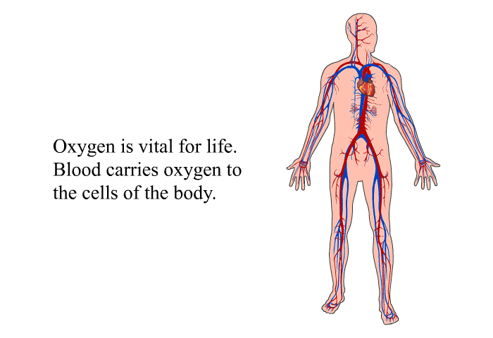 Oxygen is vital for life. Blood carries oxygen to the cells of the body.