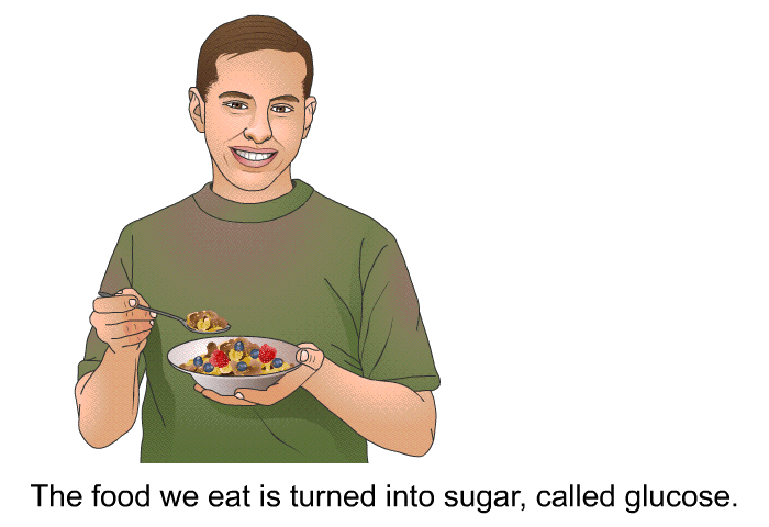 The food we eat is turned into sugar, called glucose.