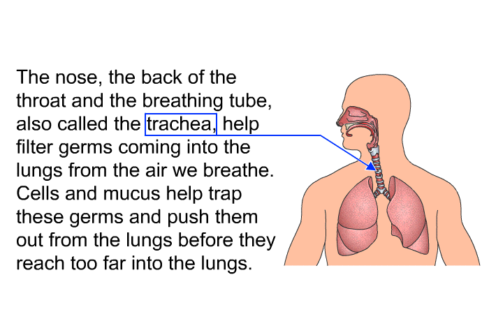 The nose, the back of the throat and the breathing tube, also called the trachea, help filter germs coming into the lungs from the air we breathe. Cells and mucus help trap these germs and push them out from the lungs before they reach too far into the lungs.