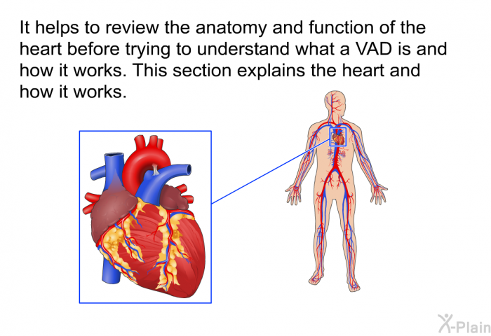 It helps to review the anatomy and function of the heart before trying to understand what a VAD is and how it works. This section explains the heart and how it works.