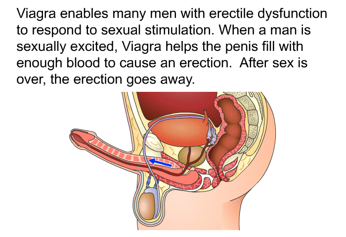 Viagra enables many men with erectile dysfunction to respond to sexual stimulation. When a man is sexually excited, Viagra helps the penis fill with enough blood to cause an erection. After sex is over, the erection goes away.