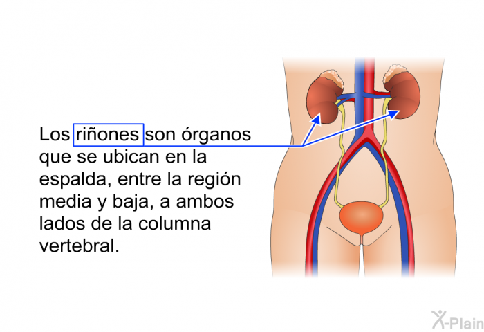 Los riones son rganos que se ubican en la espalda, entre la regin media y baja, a ambos lados de la columna vertebral.