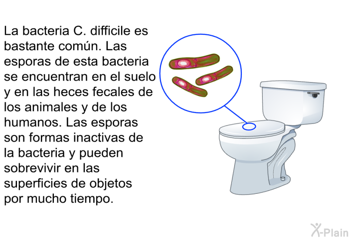 La bacteria C. difficile es bastante com�n. Las esporas de esta bacteria se encuentran en el suelo y en las heces fecales de los animales y de los humanos. Las esporas son formas inactivas de la bacteria y pueden sobrevivir en las superficies de objetos por mucho tiempo.