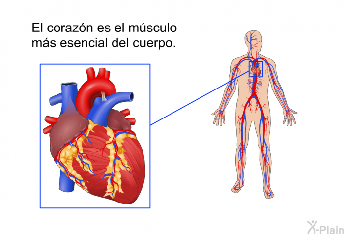 El corazn es el msculo ms esencial del cuerpo.