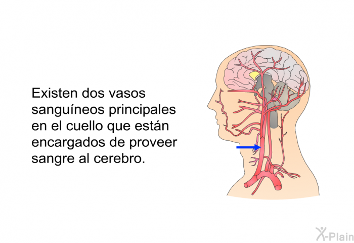 Existen dos vasos sanguneos principales en el cuello que estn encargados de proveer sangre al cerebro.