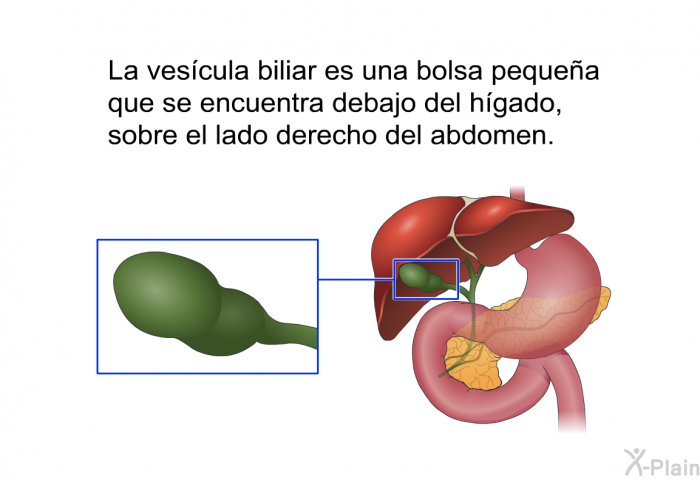 La vescula biliar es una bolsa pequea que se encuentra debajo del hgado, sobre el lado derecho del abdomen.