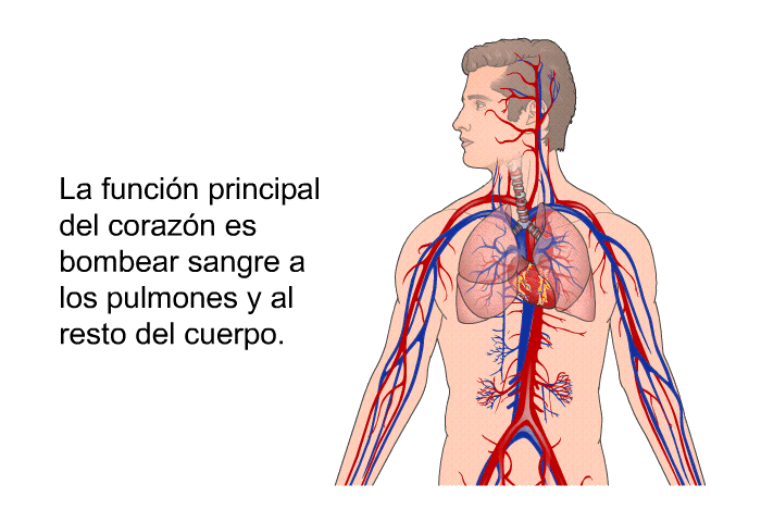 La funcin principal del corazn es bombear sangre a los pulmones y al resto del cuerpo.