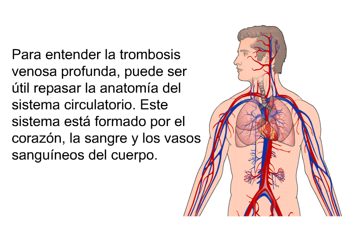 Para entender la trombosis venosa profunda, puede ser til repasar la anatoma del sistema circulatorio. Este sistema est formado por el corazn, la sangre y los vasos sanguneos del cuerpo.