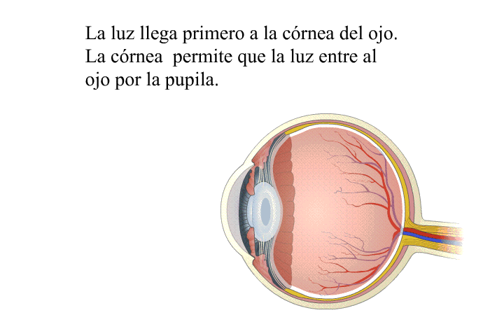 La luz llega primero a la crnea del ojo. La crnea permite que la luz entre al ojo por la pupila.