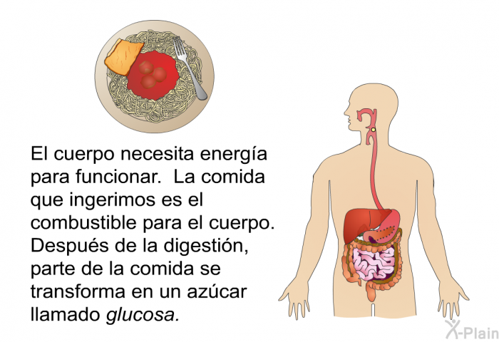 El cuerpo necesita energa para funcionar. La comida que ingerimos es el combustible para el cuerpo. Despus de la digestin, parte de la comida se transforma en un azcar llamado <I>glucosa</I>.