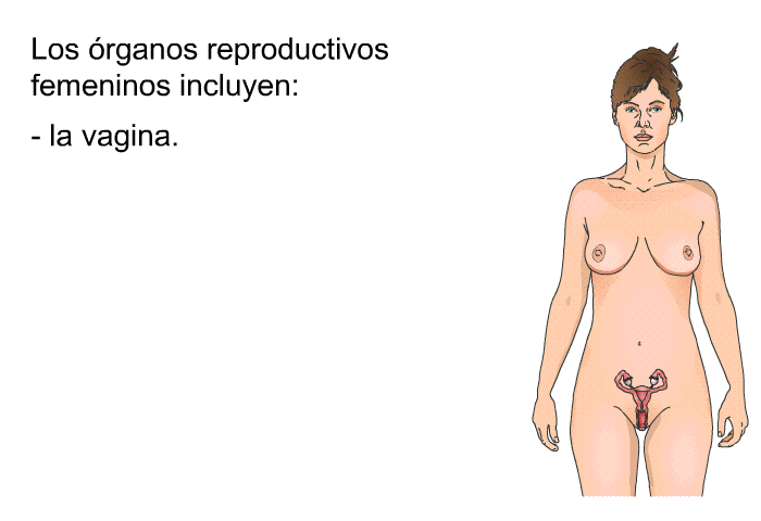 Los rganos reproductivos femeninos incluyen:  la vagina.