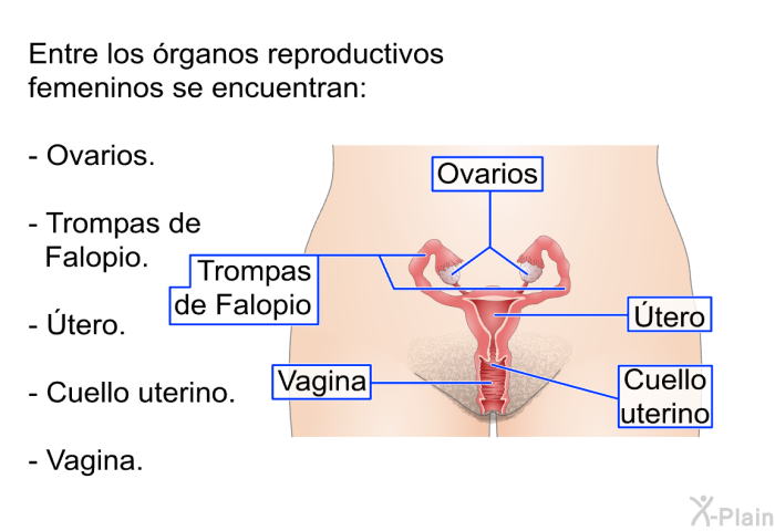 Entre los rganos reproductivos femeninos se encuentran:  Ovarios. Trompas de Falopio. Útero. Cuello uterino. Vagina.