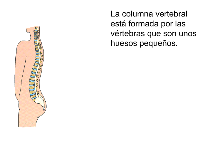 La columna vertebral est formada por las vrtebras que son unos huesos pequeos.