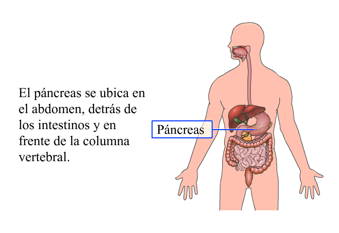 El pncreas se ubica en el abdomen, detrs de los intestinos y en frente de la columna vertebral.