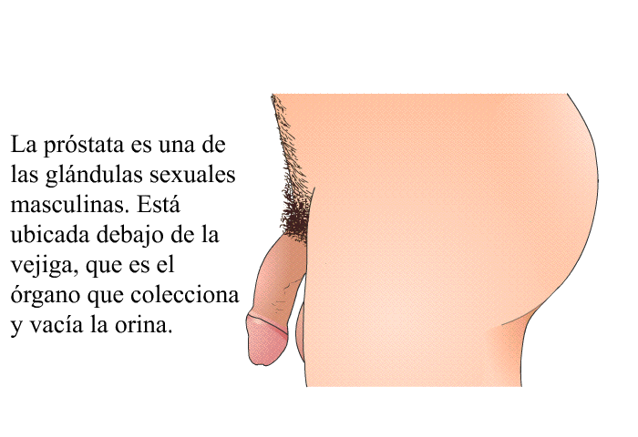 La prstata es una de las glndulas sexuales masculinas. Est ubicada debajo de la vejiga, que es el rgano que colecciona y vaca la orina.