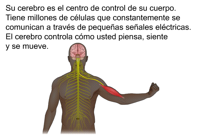 Su cerebro es el centro de control de su cuerpo. Tiene millones de clulas que constantemente se comunican a travs de pequeas seales elctricas. El cerebro controla cmo usted piensa, siente y se mueve.